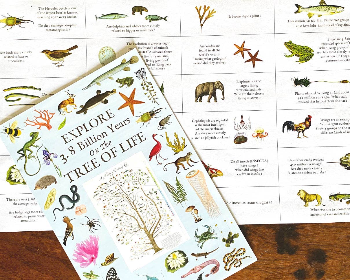 A History of Existing Life - The Regal Find