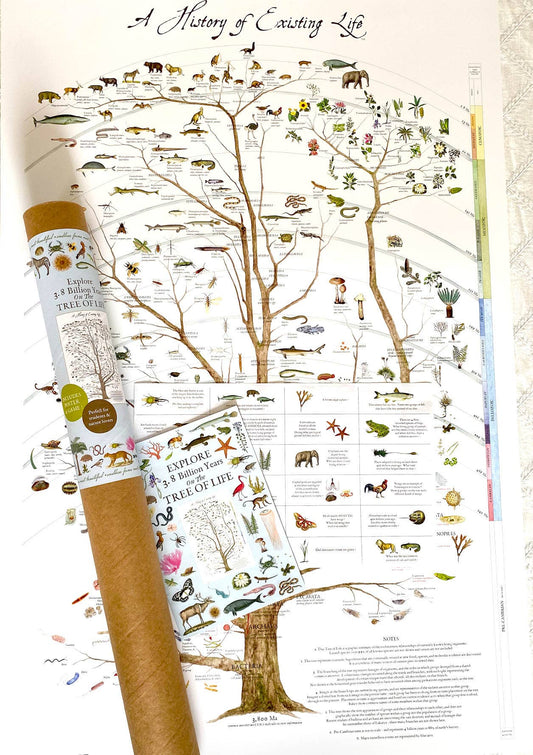 A History of Existing Life - The Regal Find