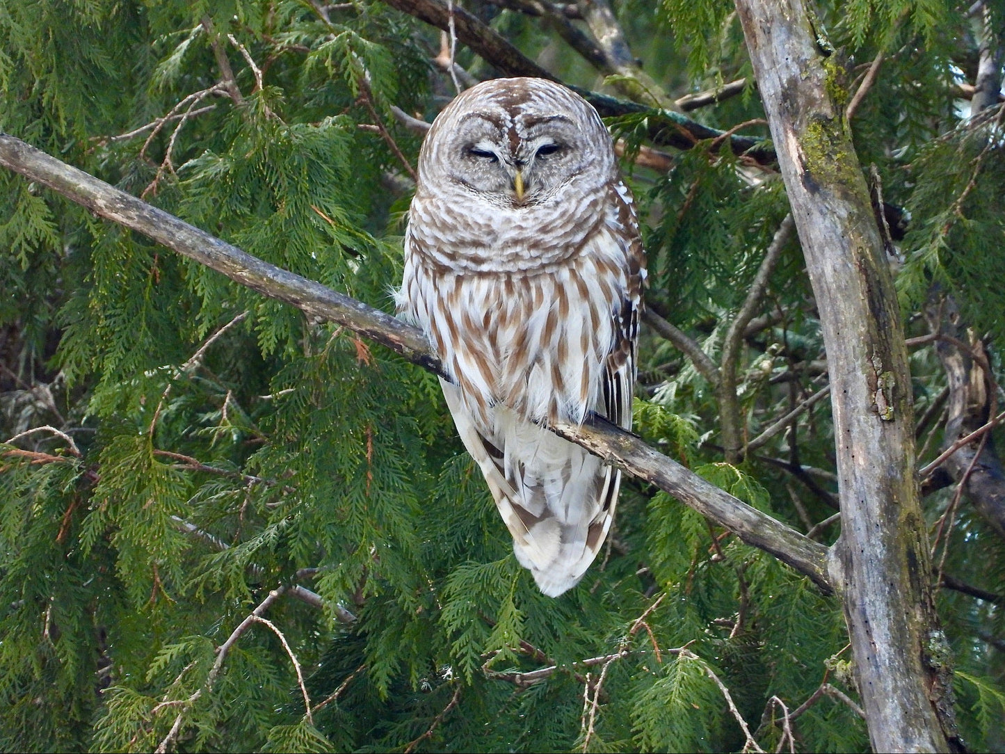 Barred Owl in Greenery - The Regal Find