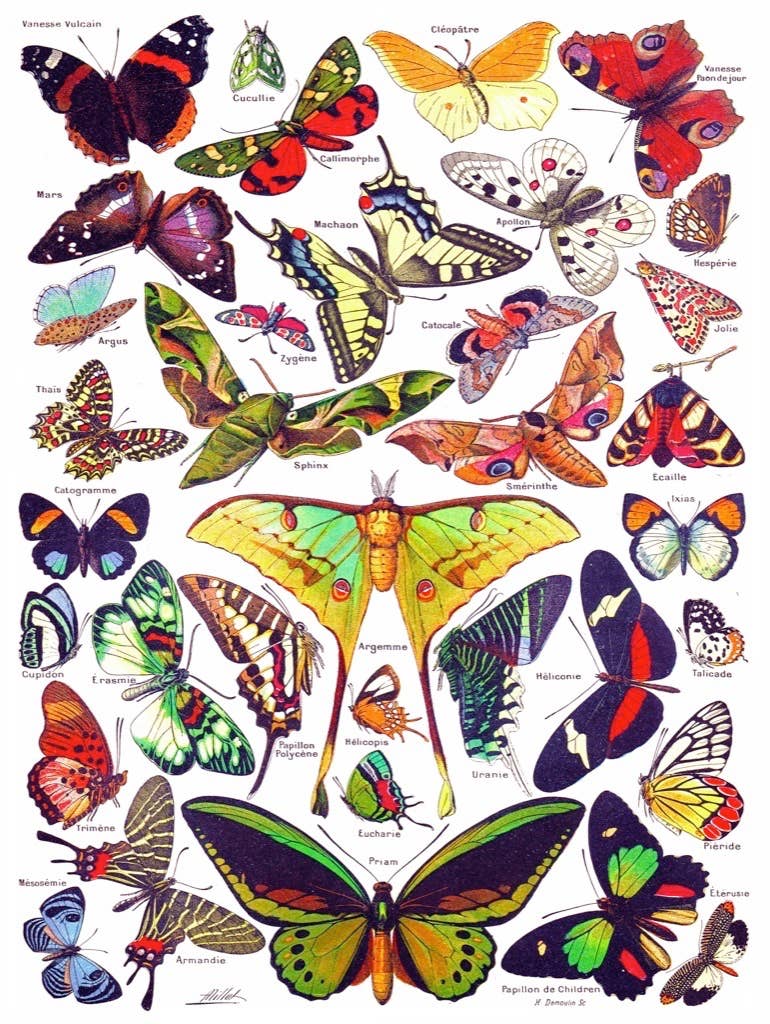 Butterflies ~ Papillons - 1000 Piece Jigsaw Puzzle - The Regal Find