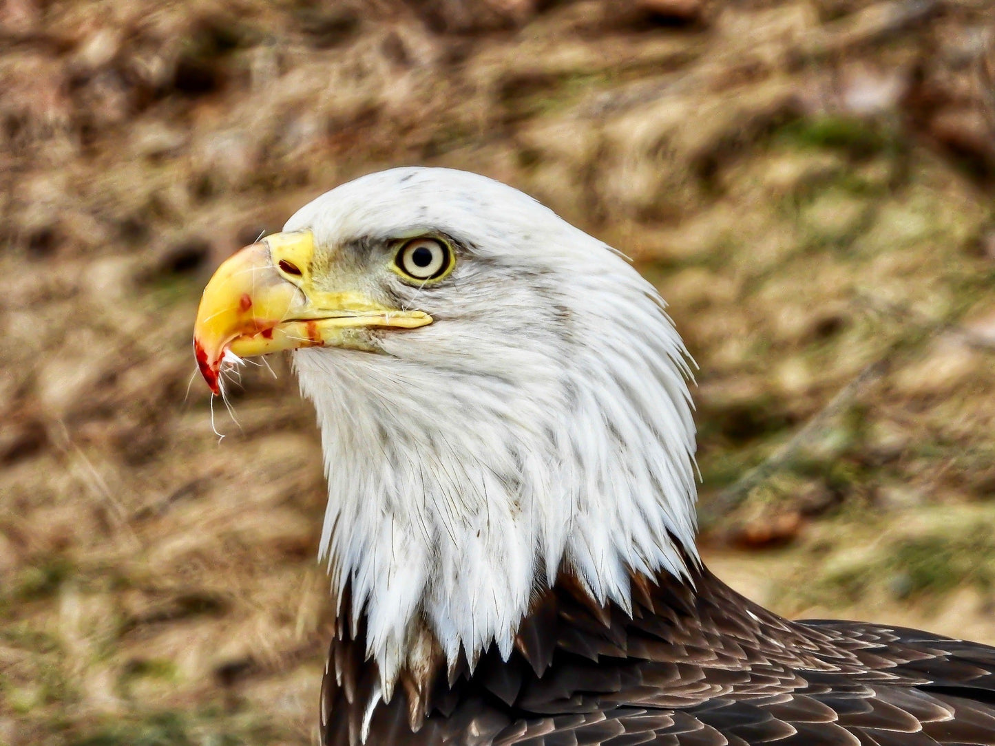 Eagle Eye - The Regal Find