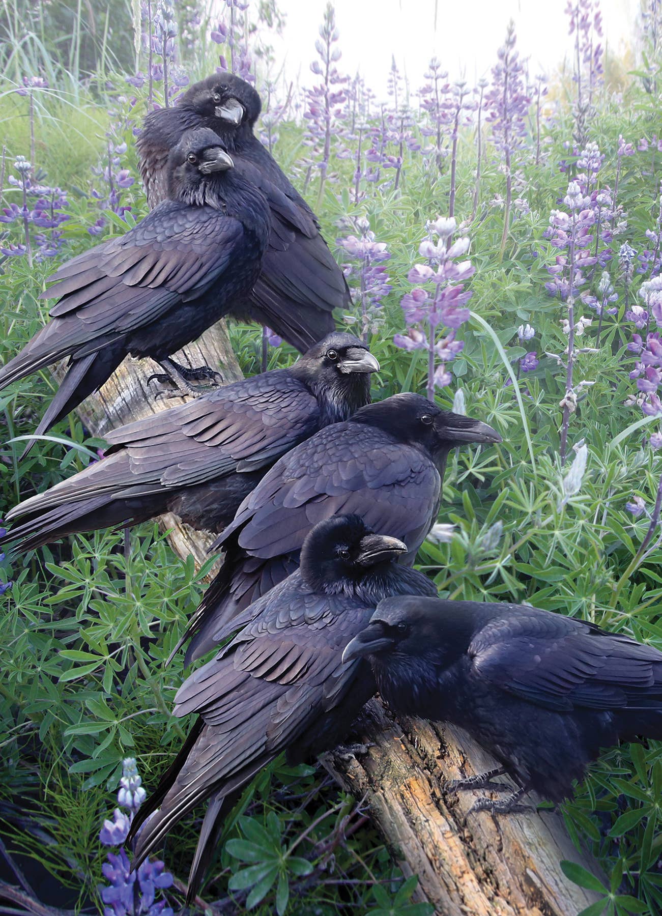 Raven Rendezvous 1000pc puzzle