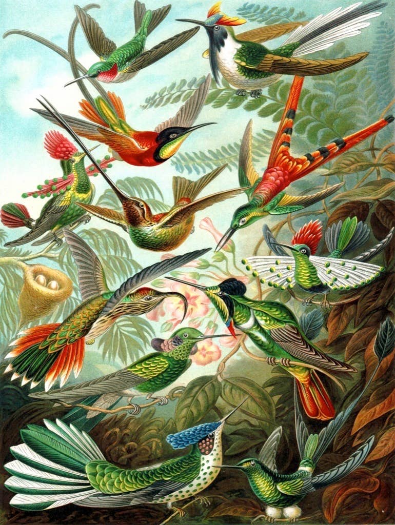 Hummingbirds - 1000 Piece Jigsaw Puzzle - The Regal Find