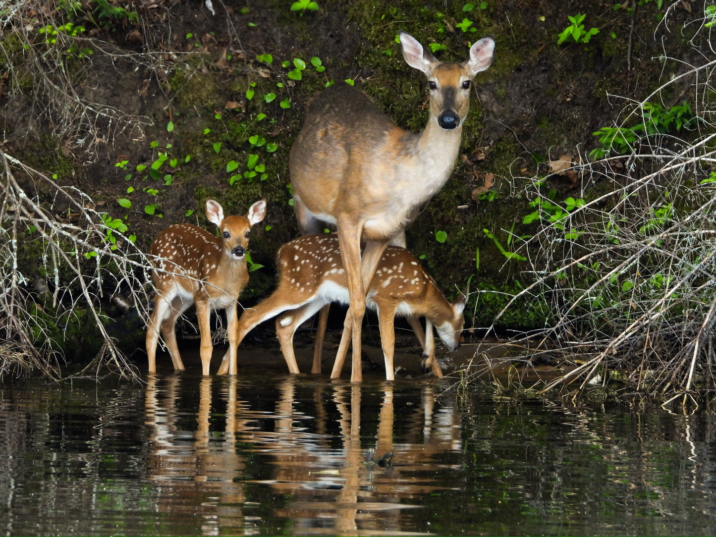 Momma with Fawns - The Regal Find