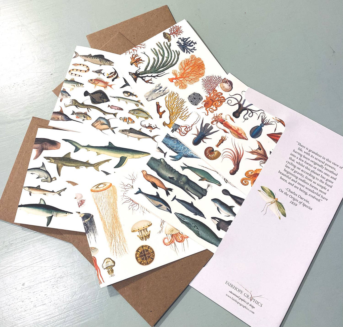 Ocean Card Pack - The Regal Find