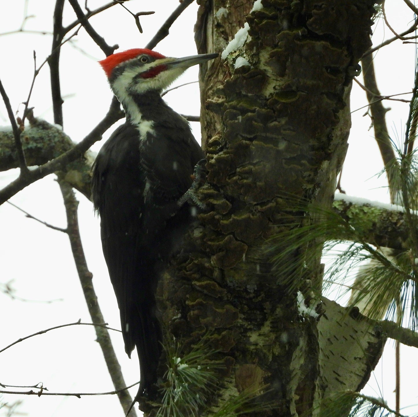 Pileated Woodpecker - The Regal Find