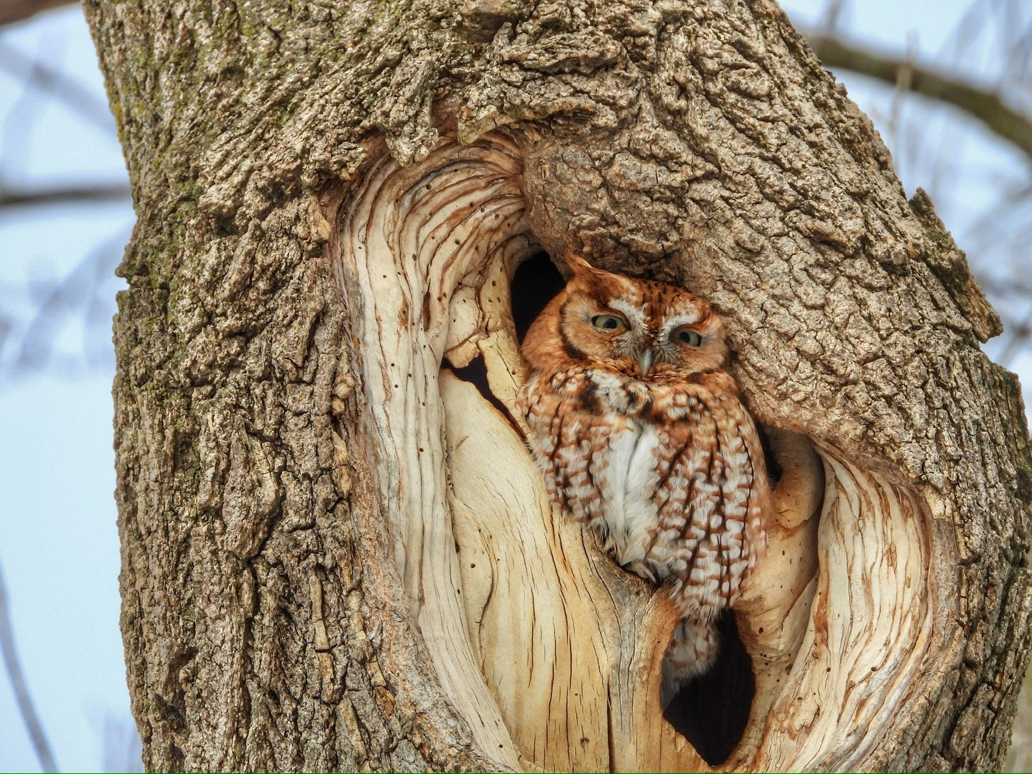 Screech Owl with Eyes Open (Portrait) - The Regal Find