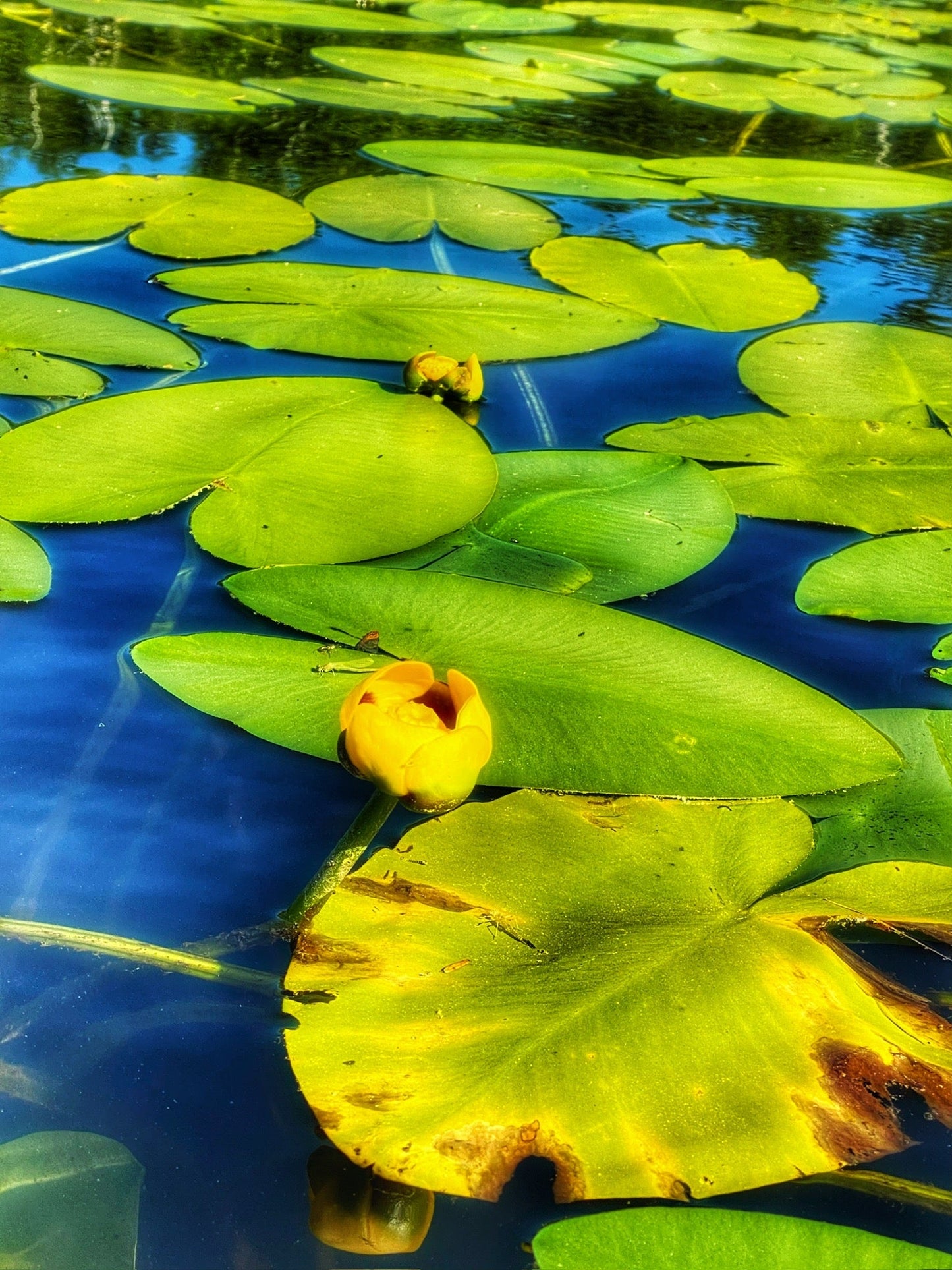 Yellow and Green Lilies - The Regal Find