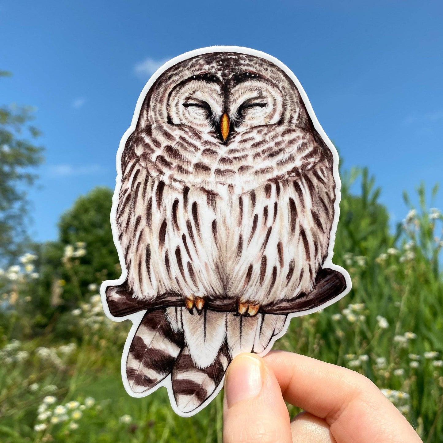 Cozy Barred Owl Weatherproof Vinyl Sticker