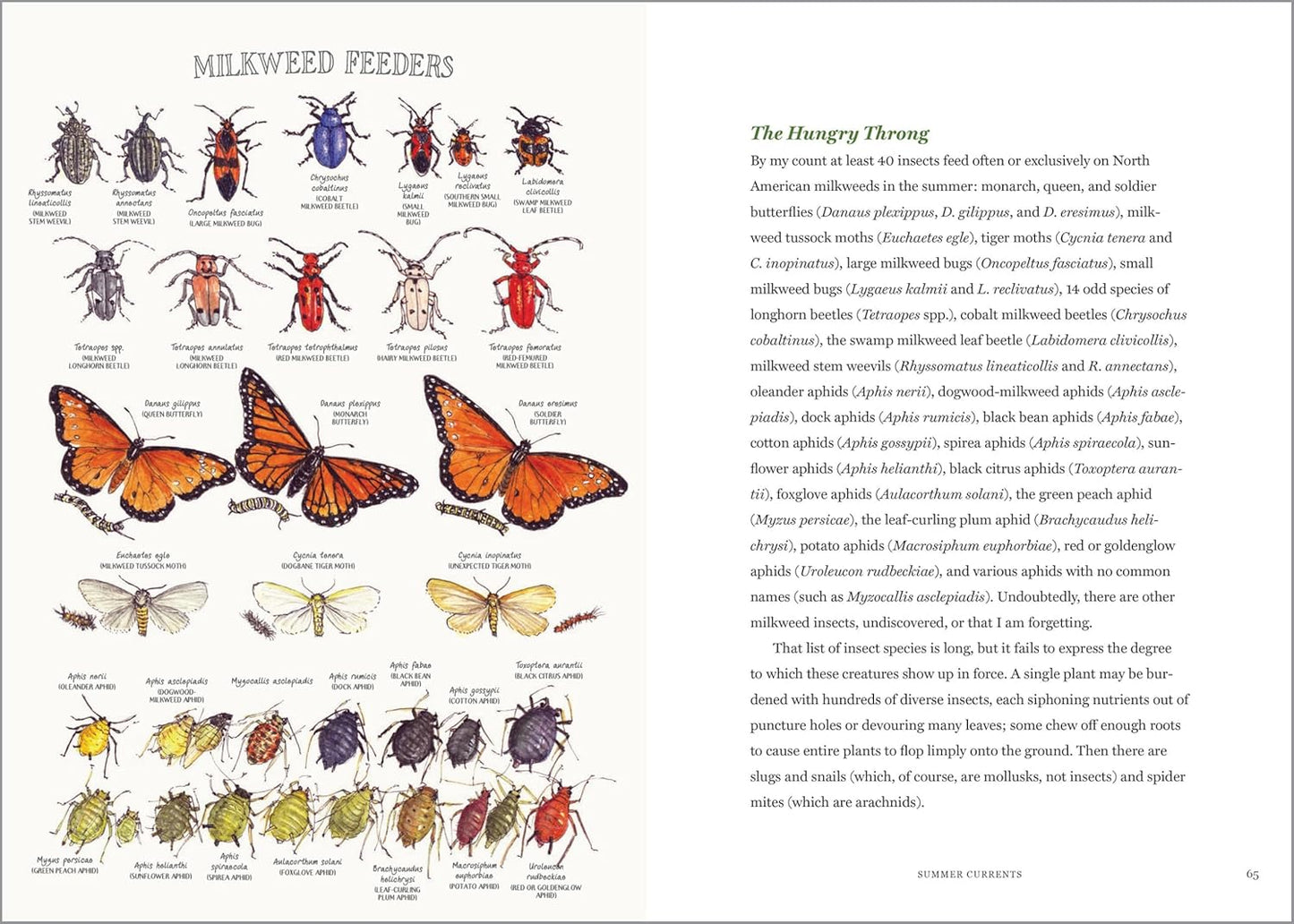 Illustration of various insects and butterflies with labels on a white background