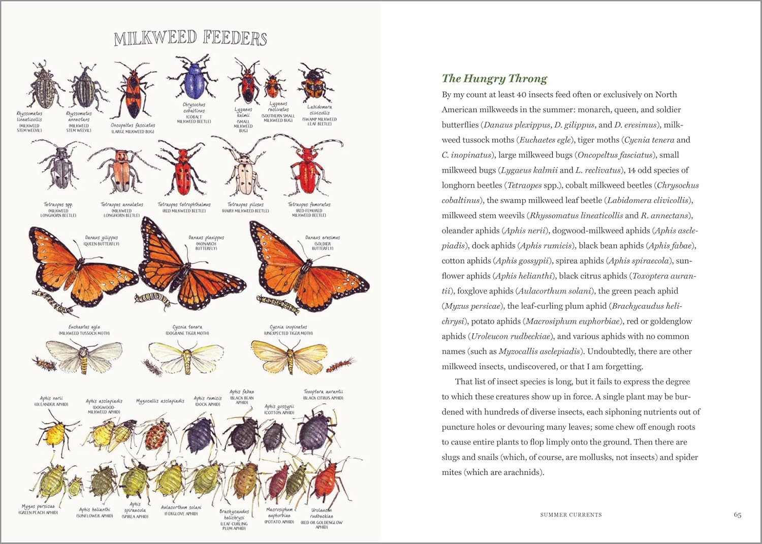 Illustration of various insects and butterflies with labels on a white background