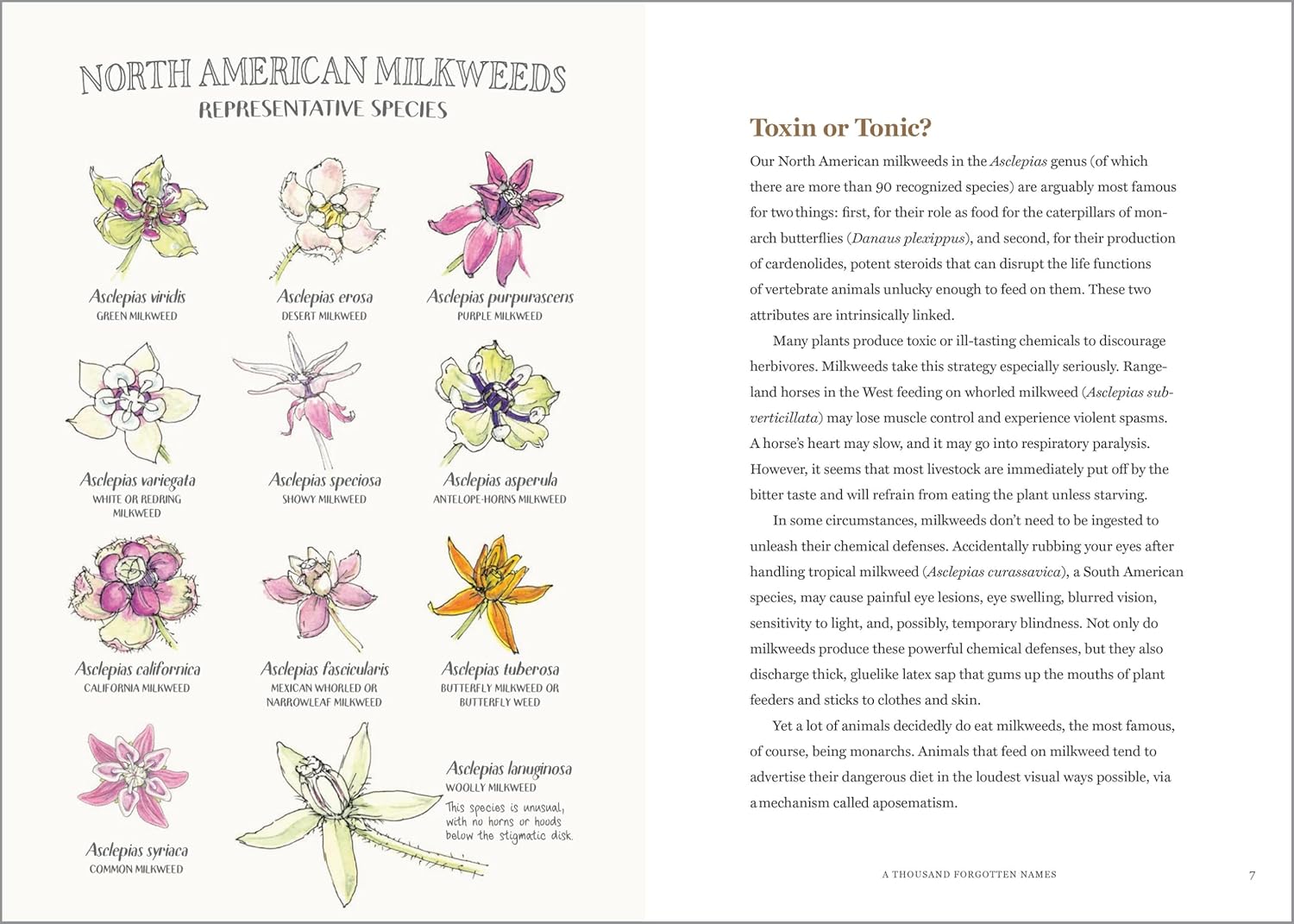 Illustrations of North American milkweed species with text on toxicity.