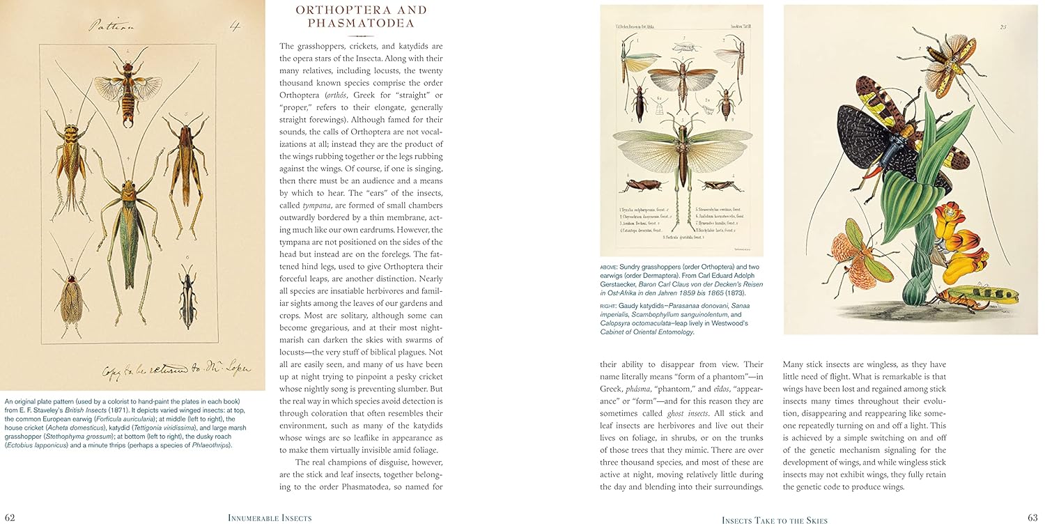 Illustrated book pages with detailed drawings of insects and plants.