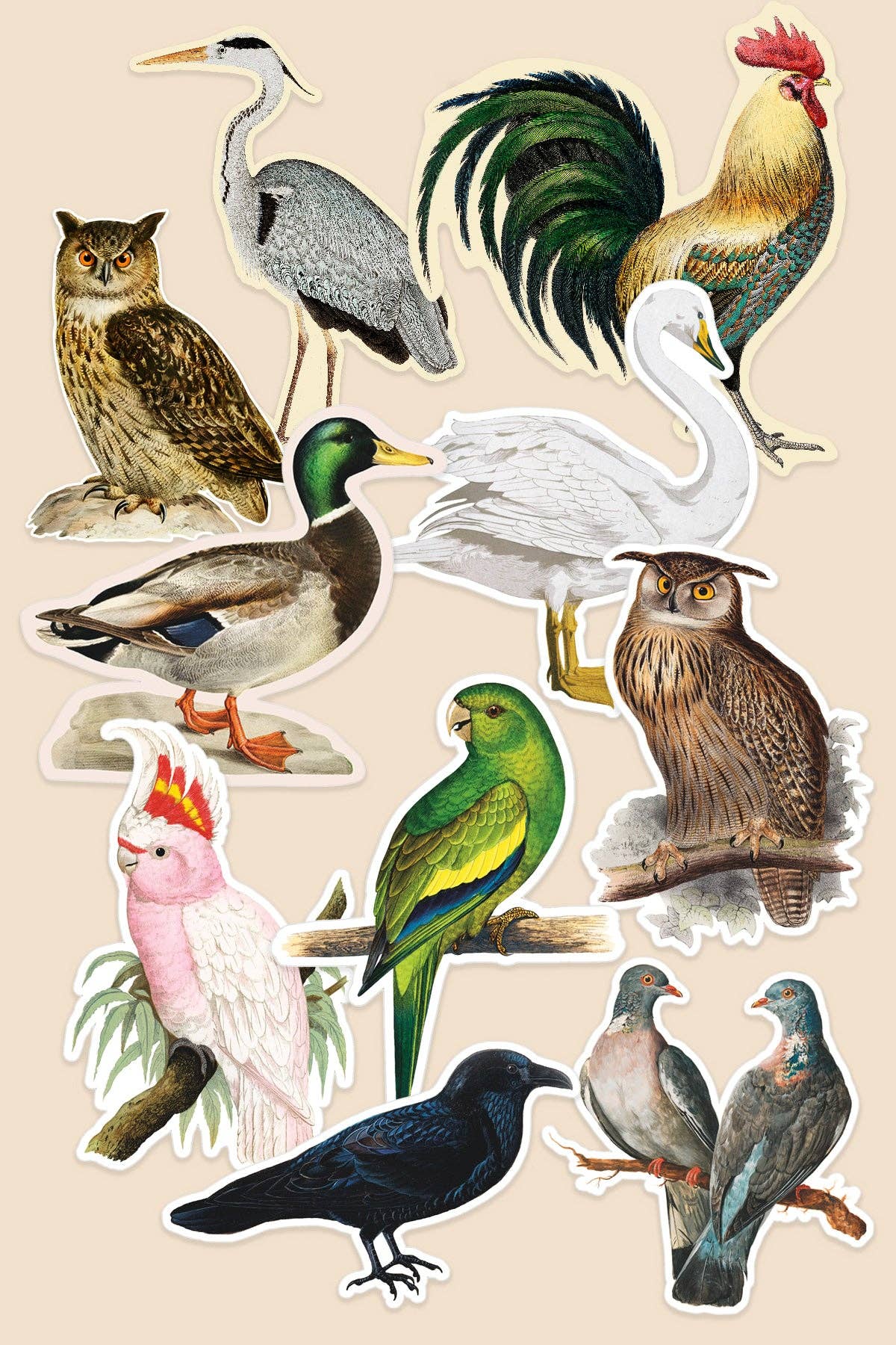 Vintage Art Stickers Bird World