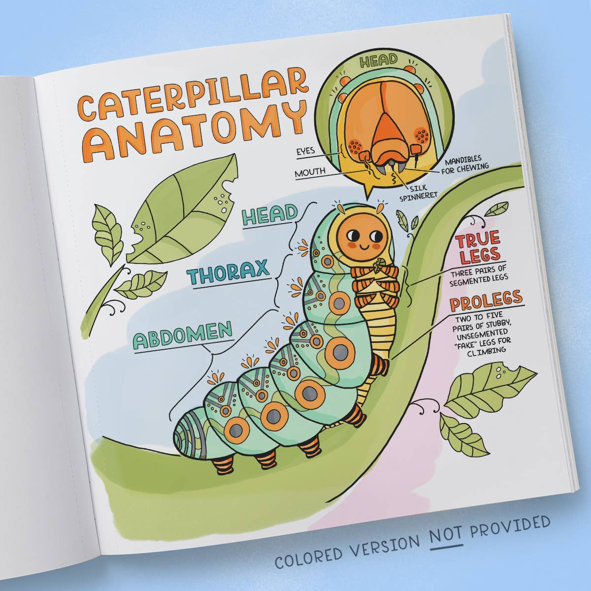 What's Inside Garden Coloring