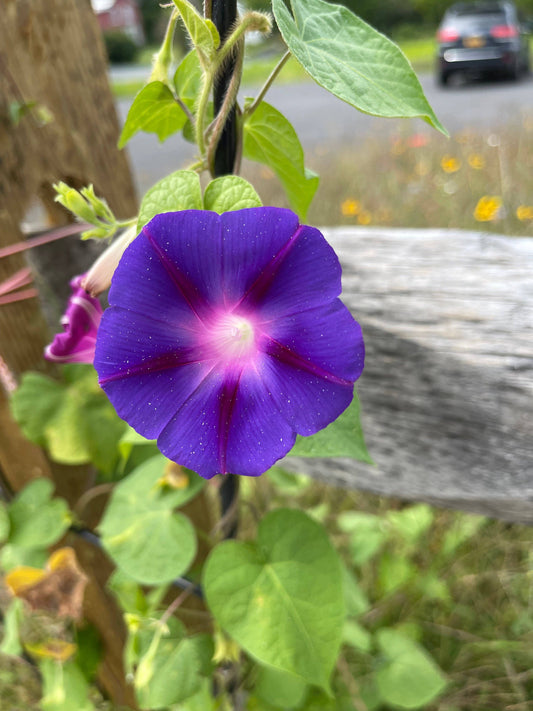 Morning Glory, Heirloom Garden Seed Packets