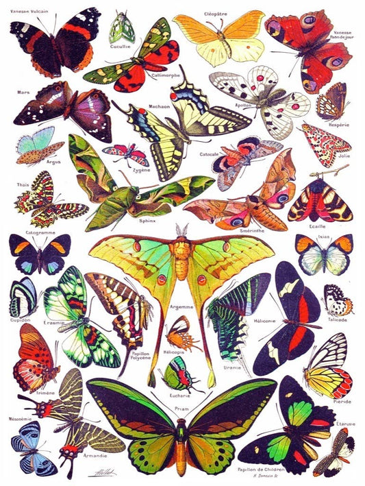Butterflies ~ Papillons - 1000 Piece Jigsaw Puzzle - The Regal Find
