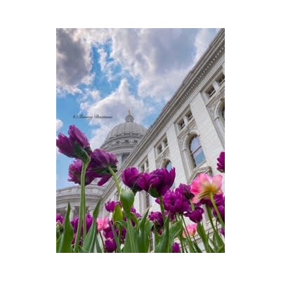 Capitol Tulips - The Regal Find