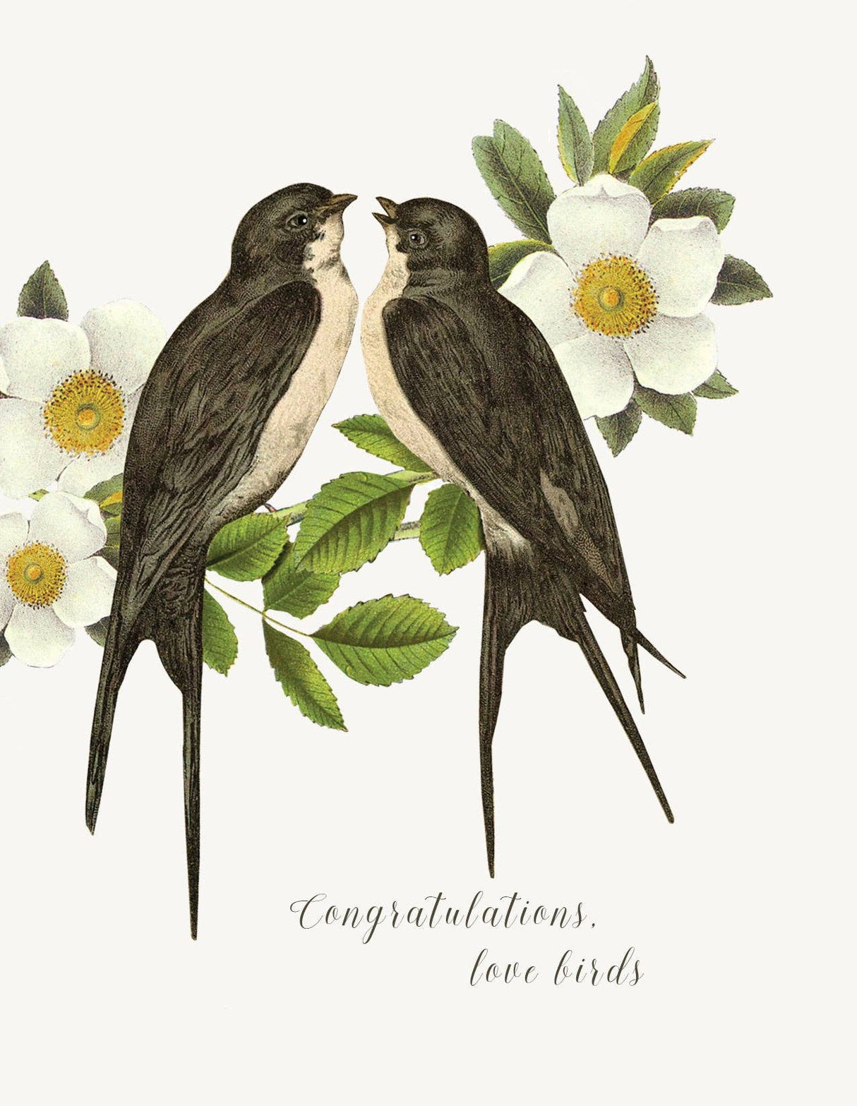 Congratulations Love Birds • A - 2 Greeting Card - The Regal Find