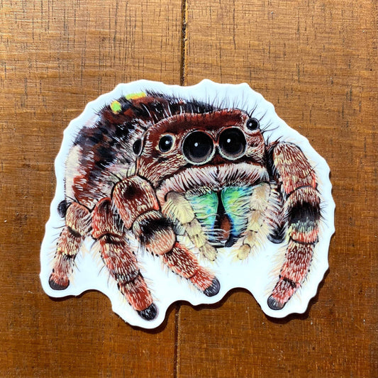 Jumping Spider Sticker