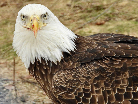 Dinner Time (Eagle) - The Regal Find