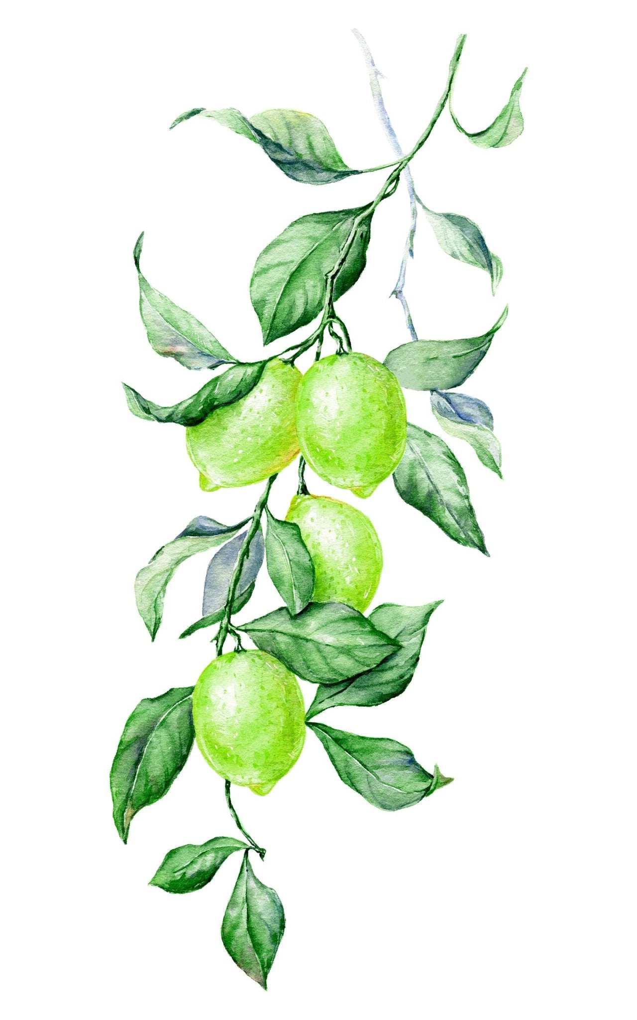 Key Lime Buds: 3oz - The Regal Find