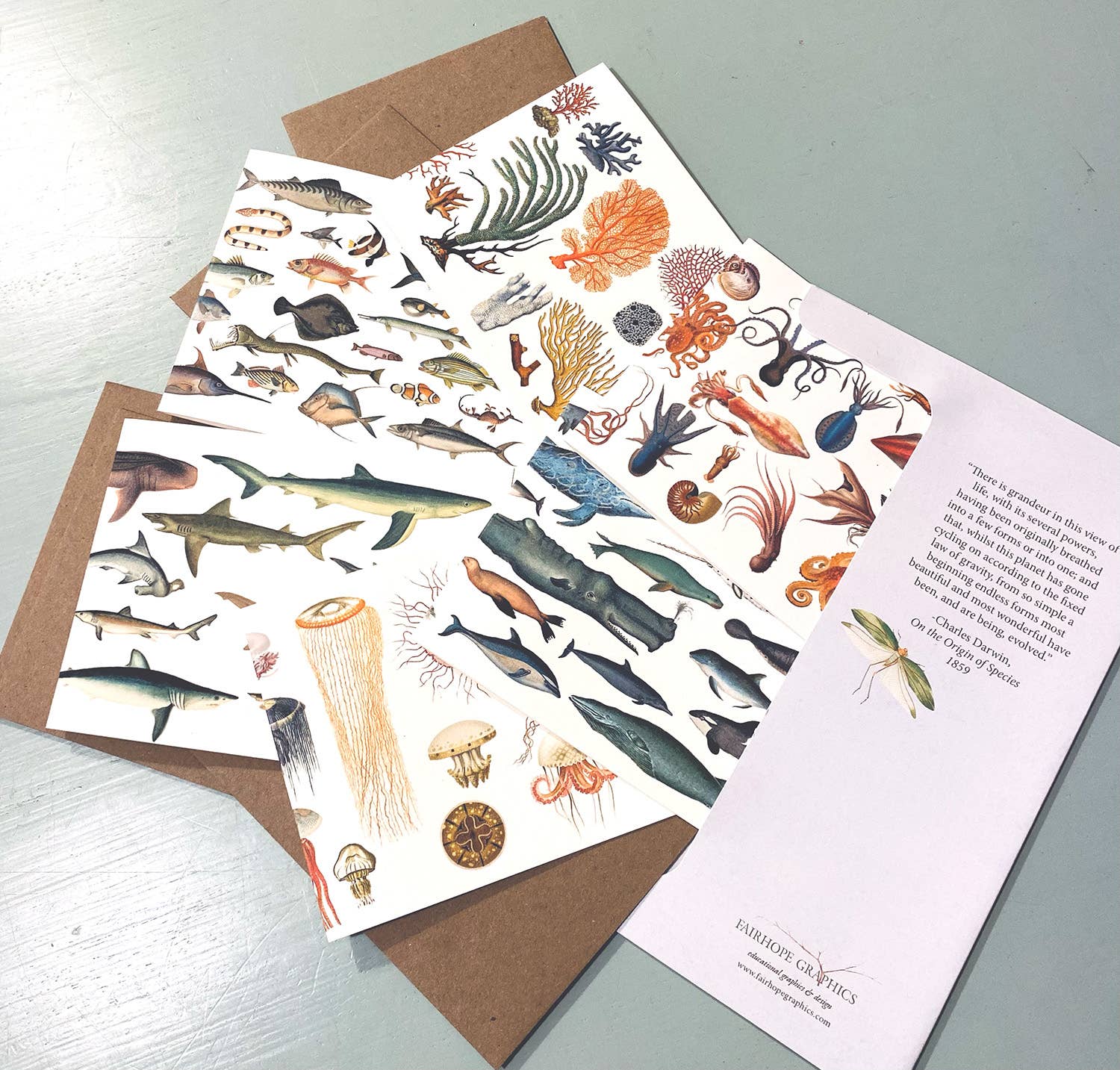 Ocean Card Pack - The Regal Find