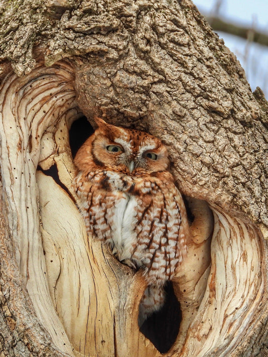 Owl with Eyes Open (Landscape) - The Regal Find