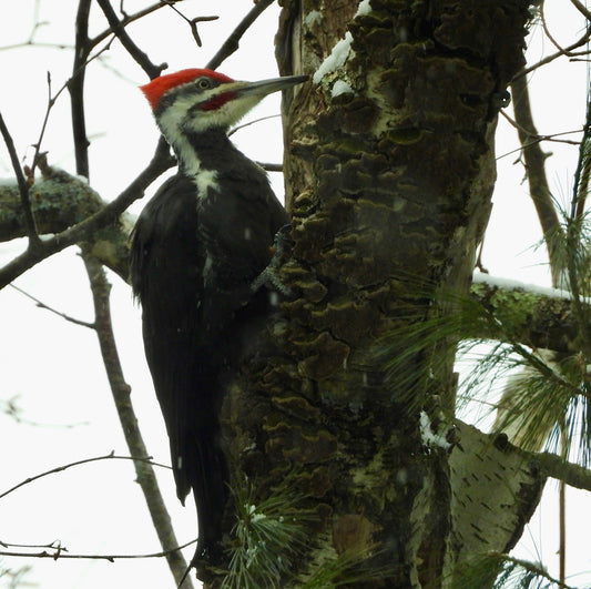 Pileated Woodpecker - The Regal Find