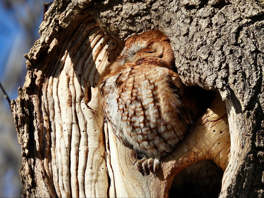 Puffed Out Screech Owl (Landscape) - The Regal Find