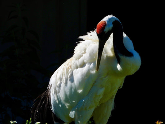Sarus Crane ICF - The Regal Find