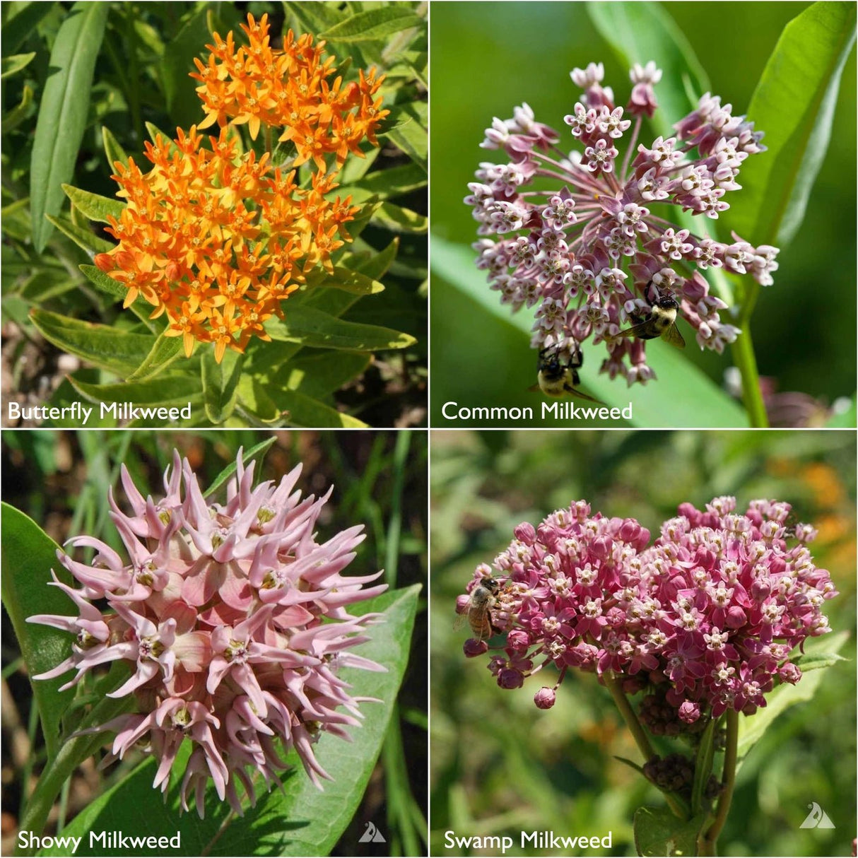 Monarch Milkweed Garden Sprinkles - The Regal Find